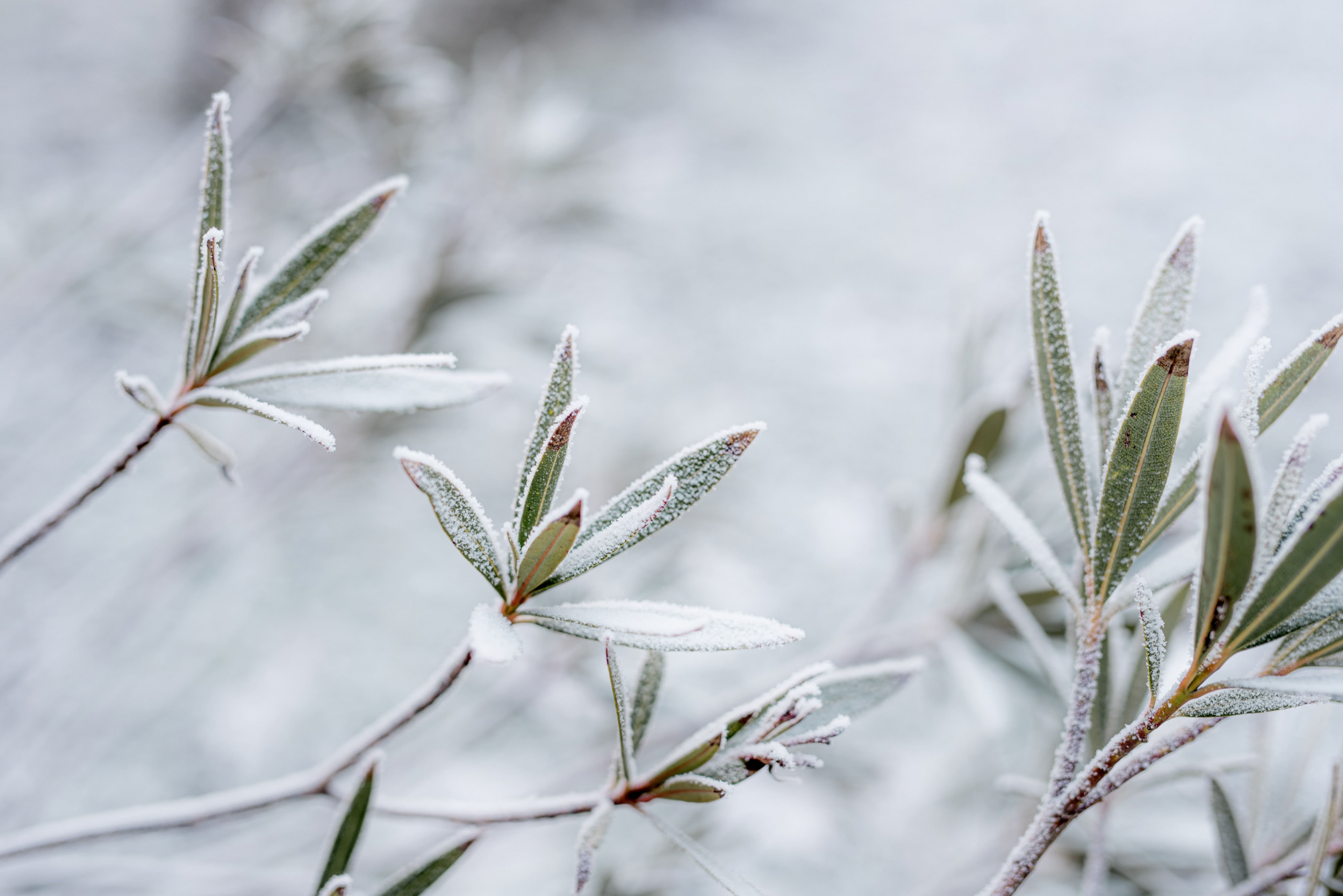 winter garden decoration - evergreen