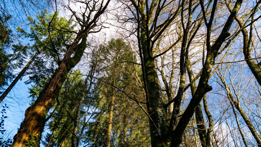İSTANBUL PARKS florya ataturk forest